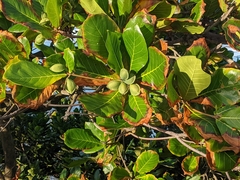 Terminalia catappa