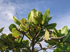 Terminalia catappa