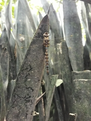 Rhionaeschna marchali