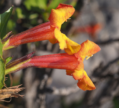 Hemichaena levigata