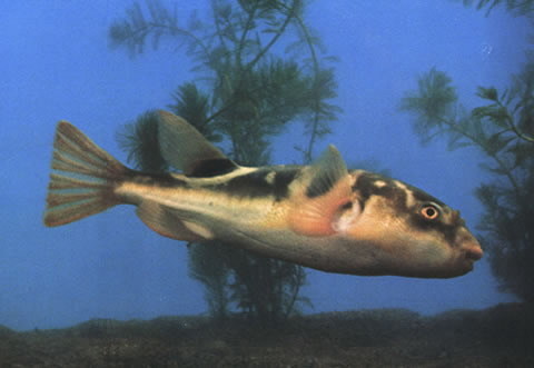 Obscure Puffer