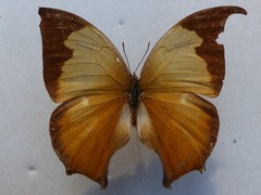 Consul electra electra