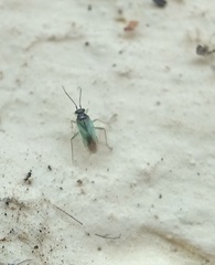 Cyrtorhinus lividipennis