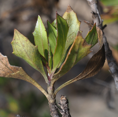 Hemichaena levigata