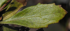 Hemichaena levigata