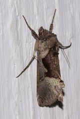 Autographa ampla