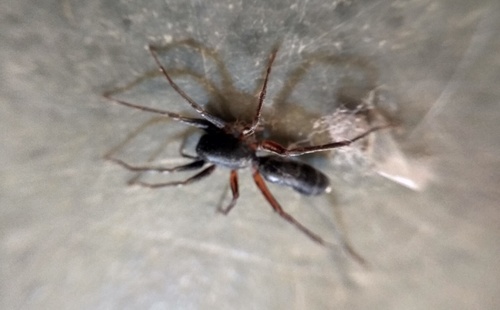 Corinnidae