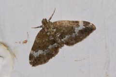 Perizoma alchemillata