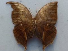 Consul electra electra