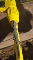 Strophurus wellingtonae