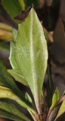 Hemichaena levigata