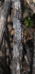Hemichaena levigata