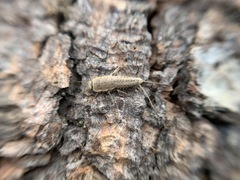 Ctenolepisma ciliatum