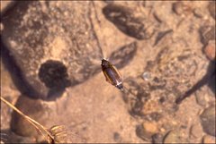 Macrogyrus australis