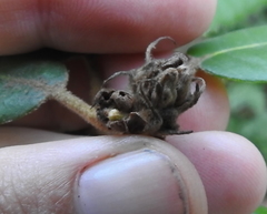 Andricus notholithocarpi