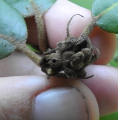 Andricus notholithocarpi