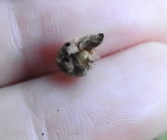 Andricus notholithocarpi