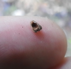 Andricus notholithocarpi