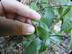 Andricus notholithocarpi