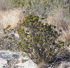 Hemichaena levigata