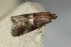 Acrobasis marmorea