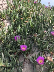 Carpobrotus aequilaterus