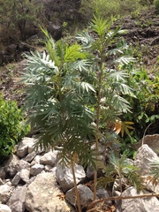 Bocconia arborea