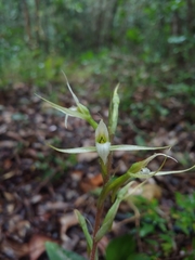 Eltroplectris calcarata