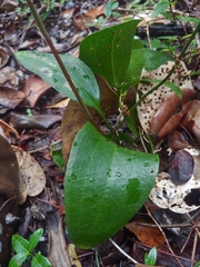 Eltroplectris calcarata