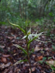 Eltroplectris calcarata