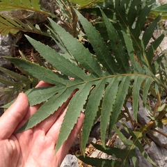 Bocconia arborea