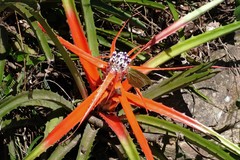Bromelia serra