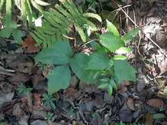 Toxicodendron radicans image