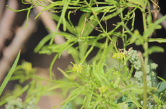 Sisymbrium austriacum