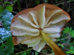Marasmius