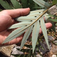 Bocconia arborea