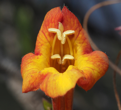 Hemichaena levigata