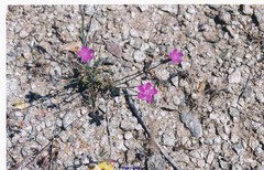 Dianthus legionensis