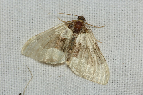 Cosmorhoe ocellata