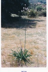 Asphodelus serotinus