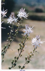 Asphodelus serotinus