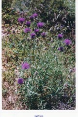 Centaurea scabiosa cephalariifolia