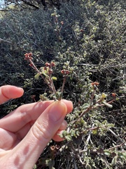 Ceanothus foliosus medius