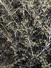 Ceanothus foliosus medius