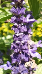 Salvia farinacea