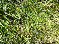 Podranea
