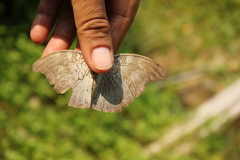 Dophla evelina