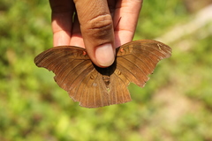 Dophla evelina