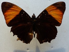 Adelpha melanthe