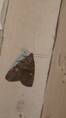 Idia diminuendis